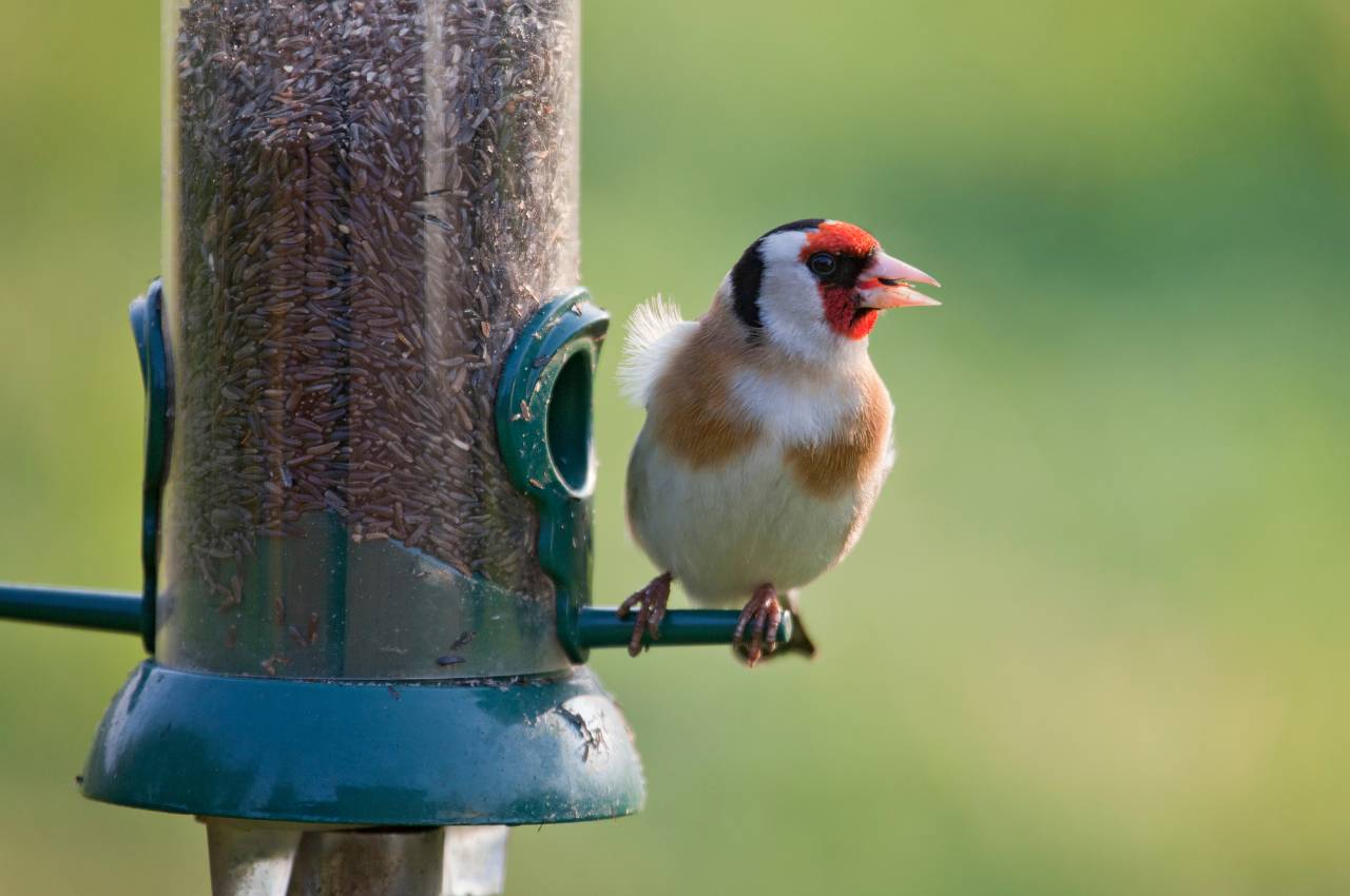 Niger Seeds for Birds: The Finches Favourite Food